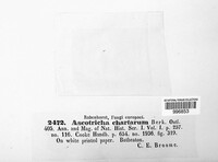 Image of Ascotricha chartarum